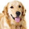 Hondje