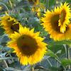 Helianthus